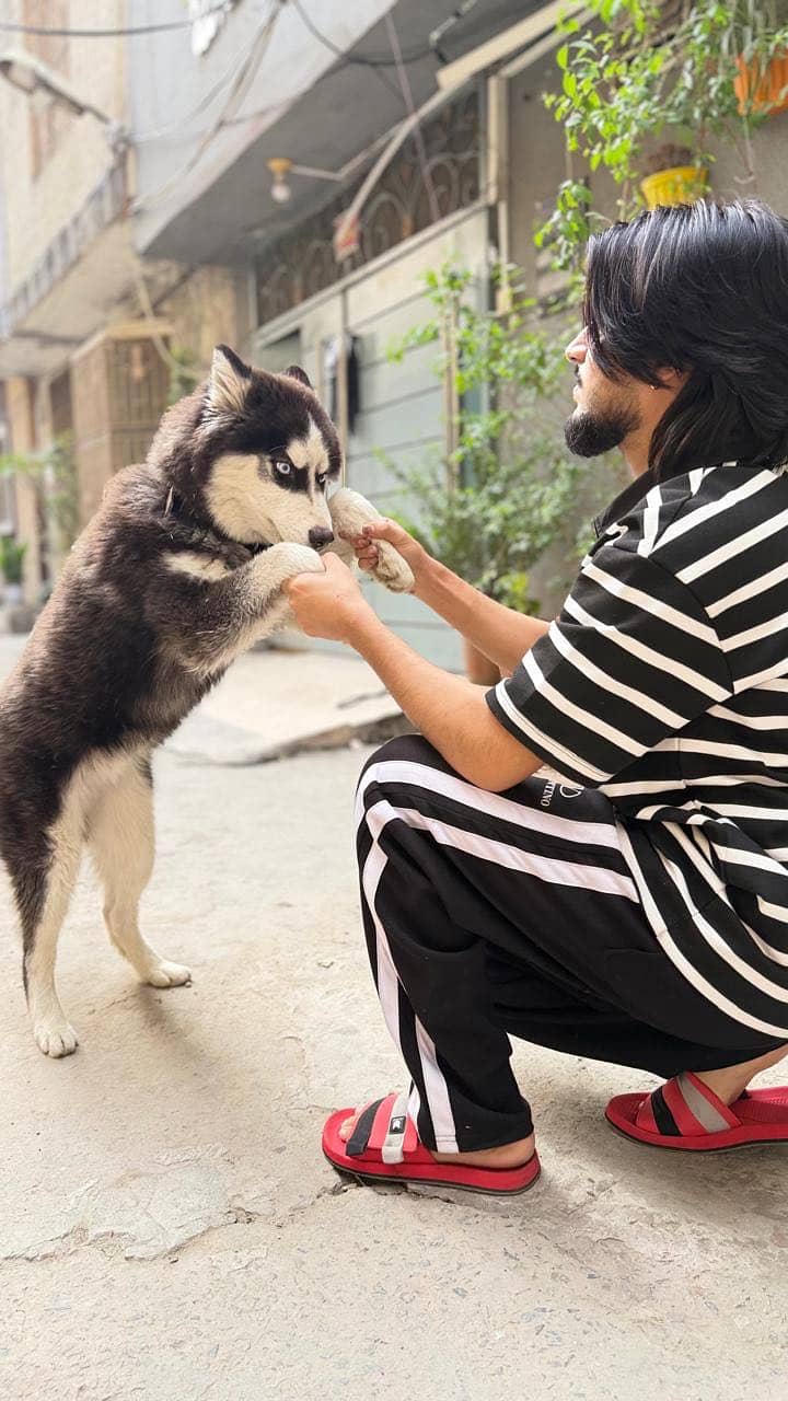 Husky 0