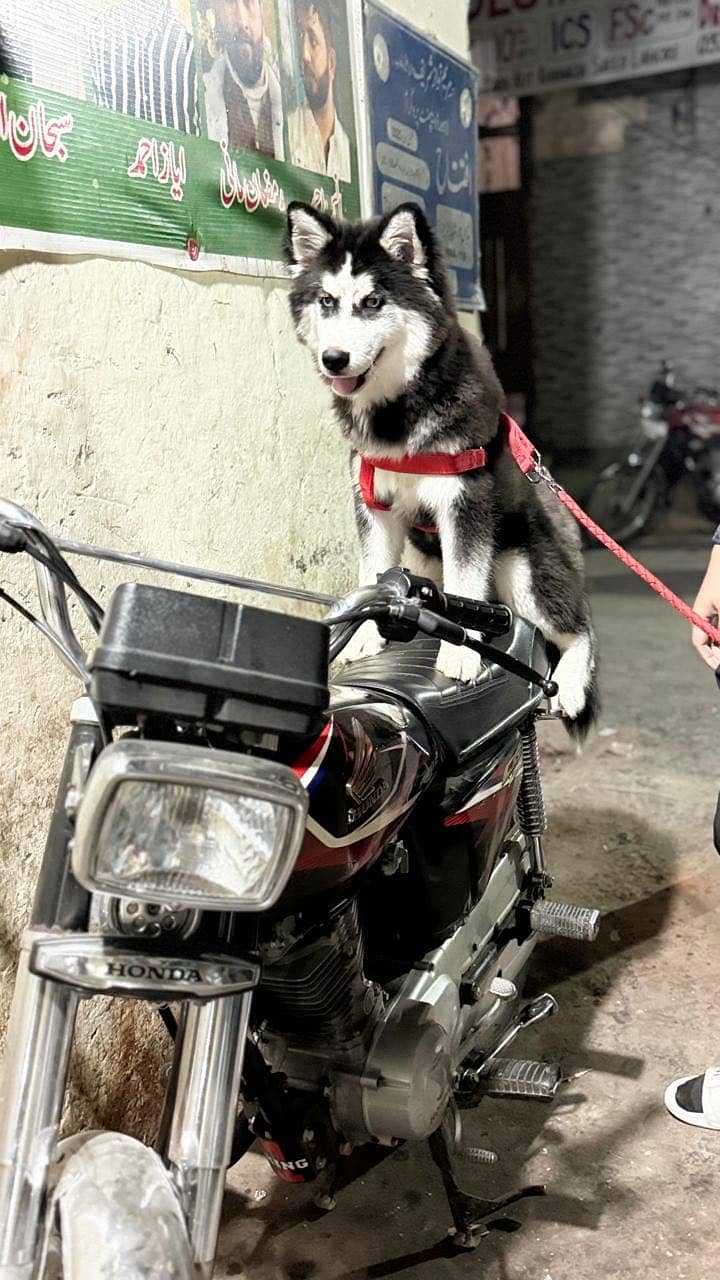 Husky 1