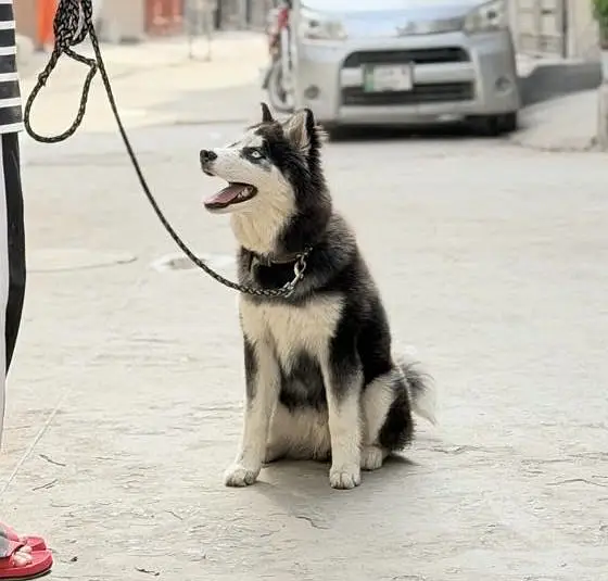 Husky — photo 3