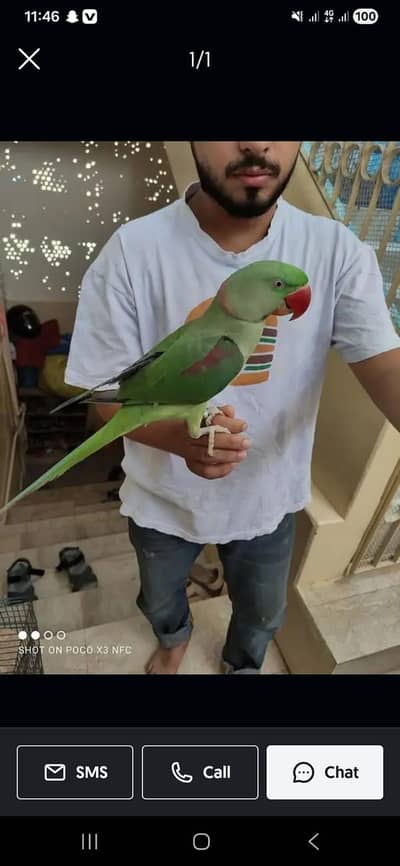 raw parrot male