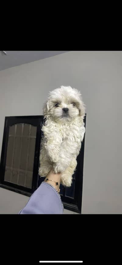 Shitzu puppies for sale