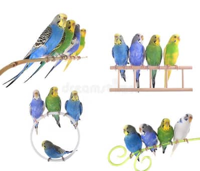 Australian parrot