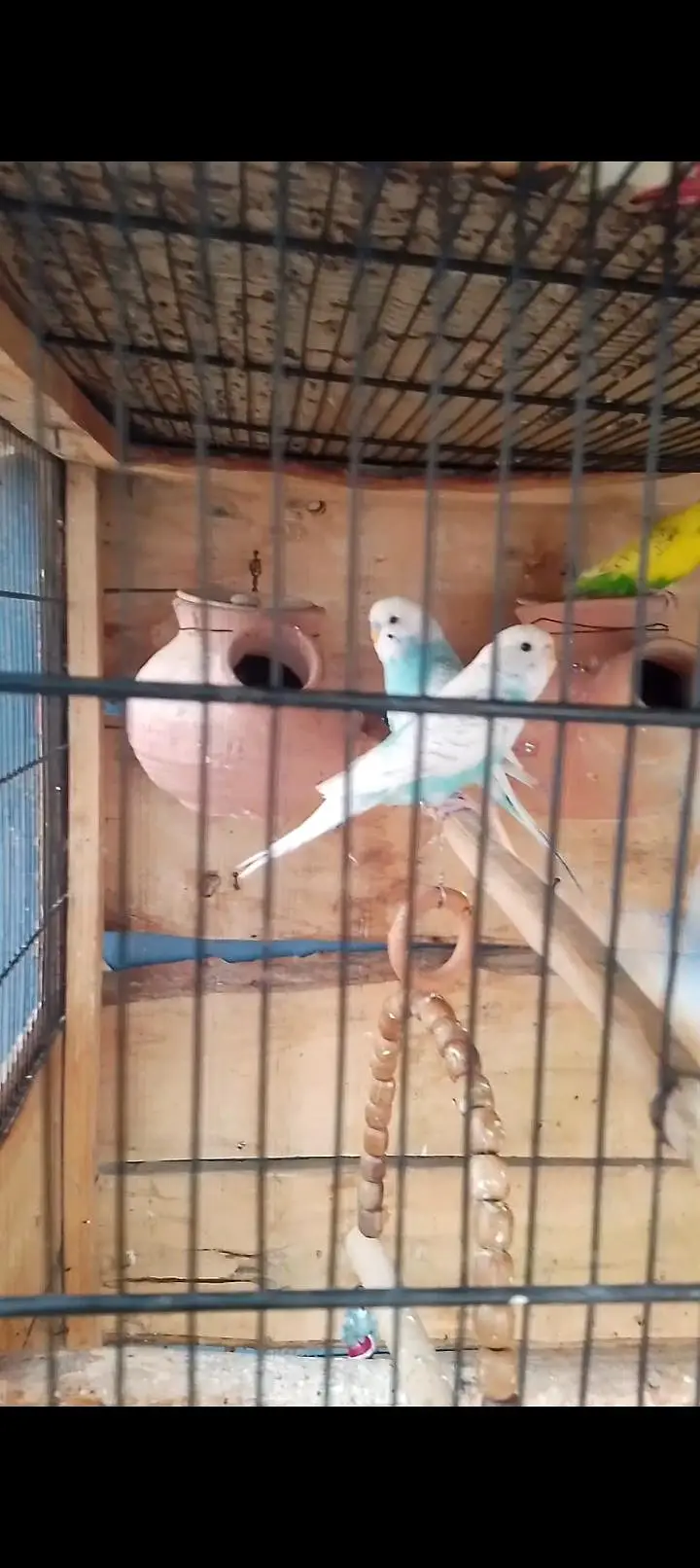 Australian parrot — photo 3