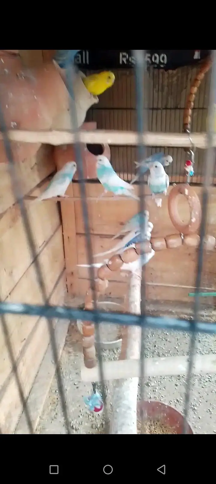 Australian parrot — photo 9