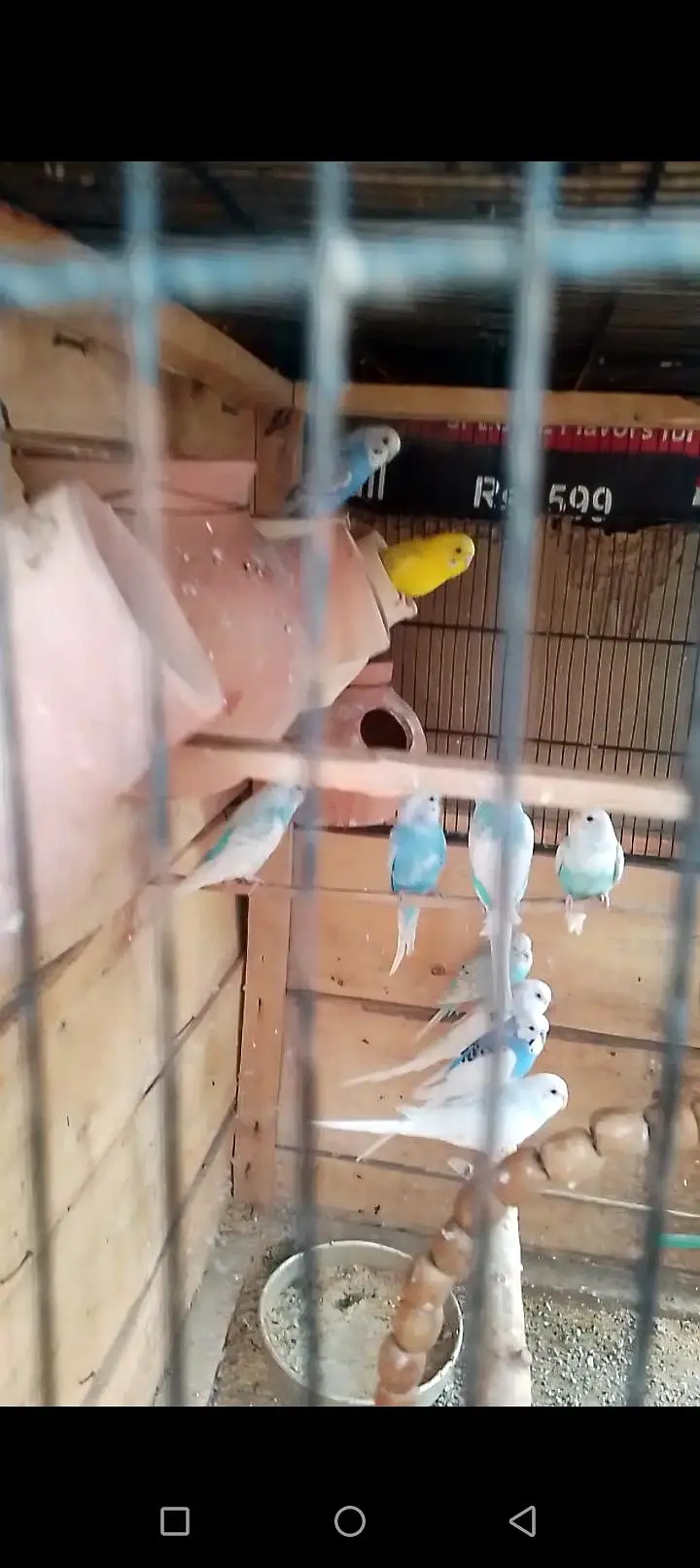 Australian parrot — photo 10