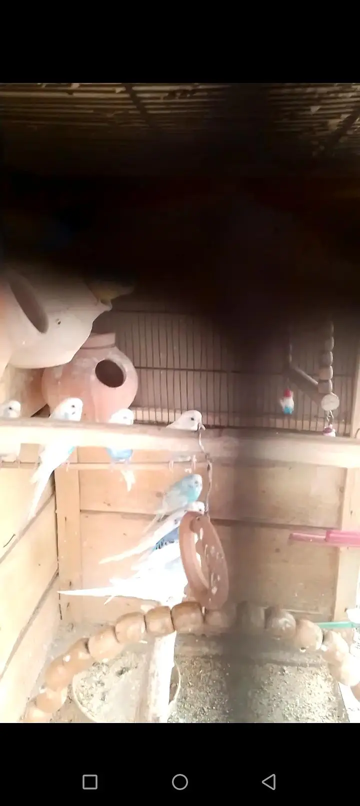 Australian parrot — photo 11