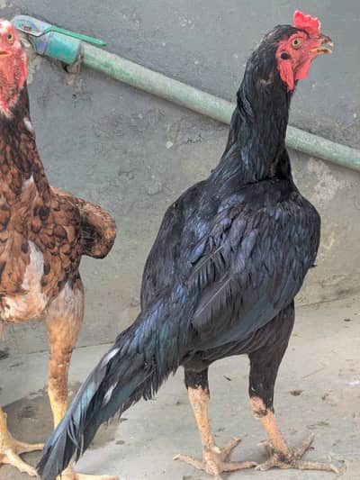 Complete Aseel Setup with Breeder & New chicks For Sale