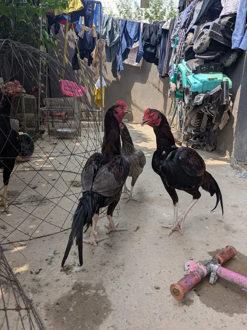 Complete Aseel Setup with Breeder & New chicks For Sale — photo 2