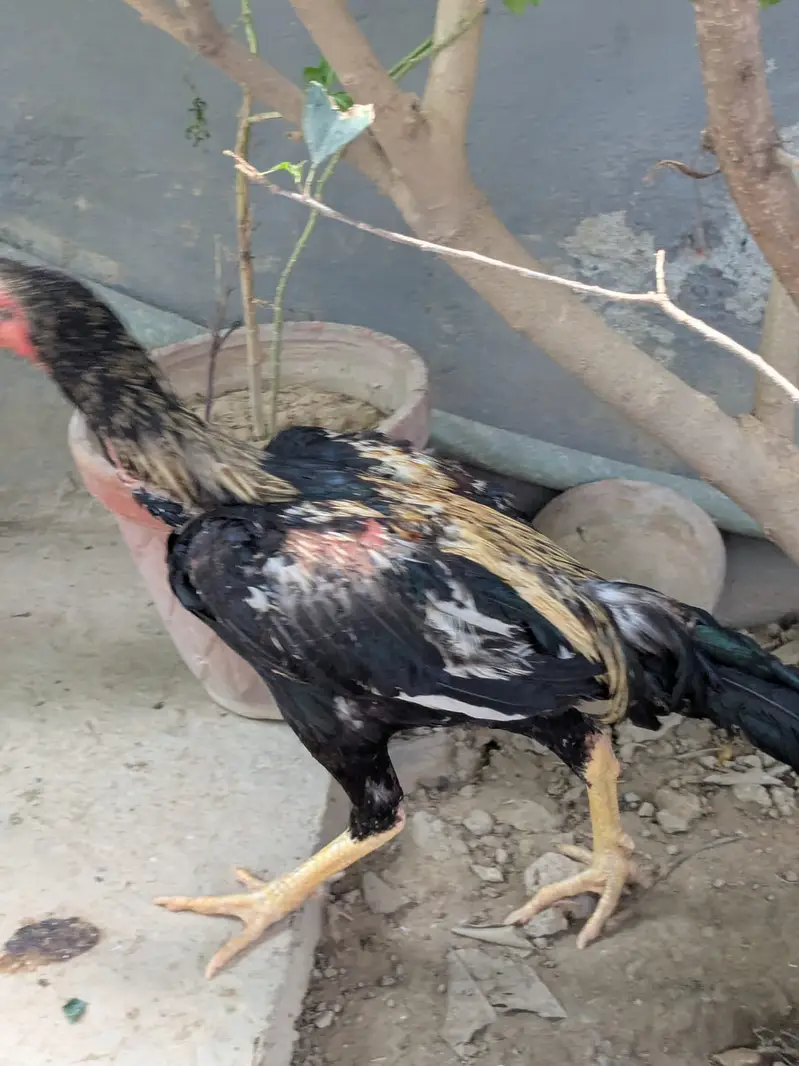 Complete Aseel Setup with Breeder & New chicks For Sale — photo 4