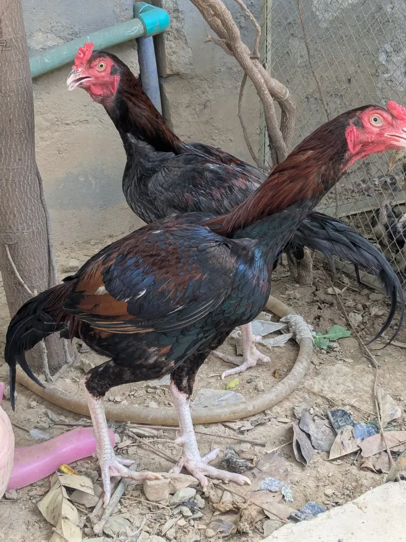 Complete Aseel Setup with Breeder & New chicks For Sale — photo 5