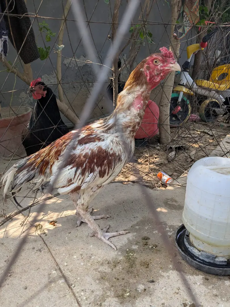 Complete Aseel Setup with Breeder & New chicks For Sale — photo 6