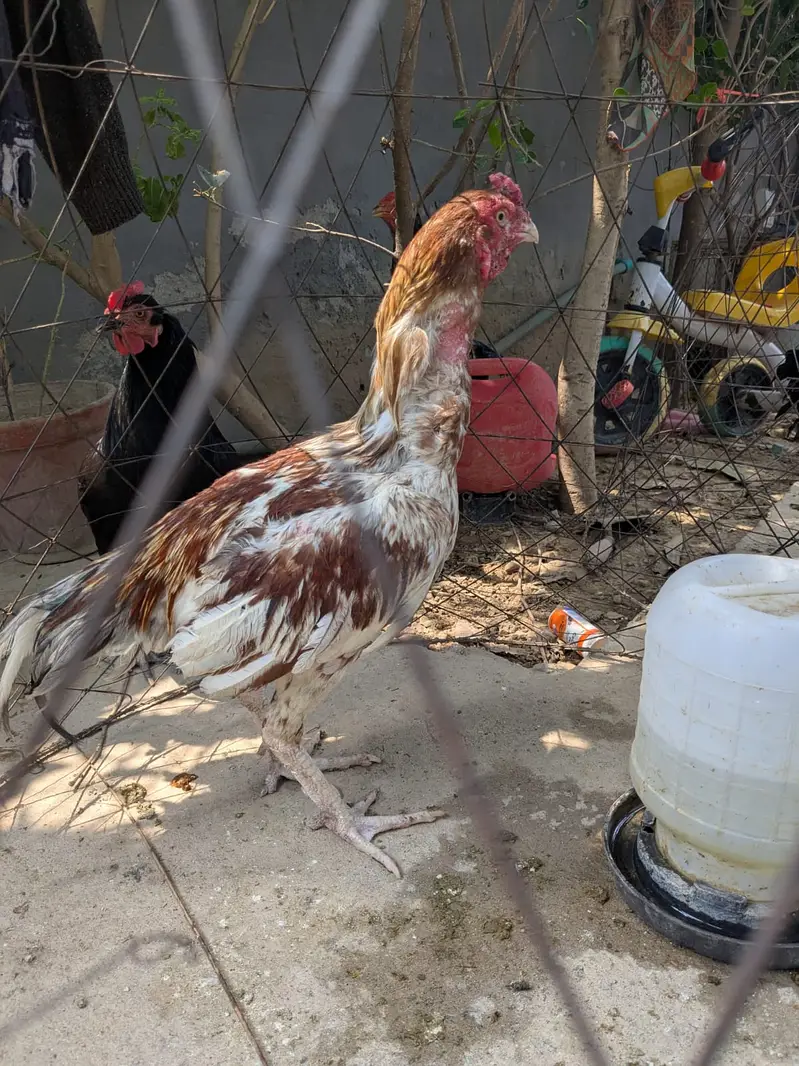 Complete Aseel Setup with Breeder & New chicks For Sale — photo 7
