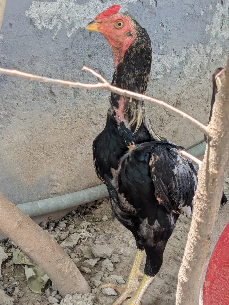 Complete Aseel Setup with Breeder & New chicks For Sale — photo 9