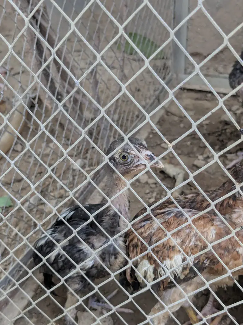 Complete Aseel Setup with Breeder & New chicks For Sale — photo 10