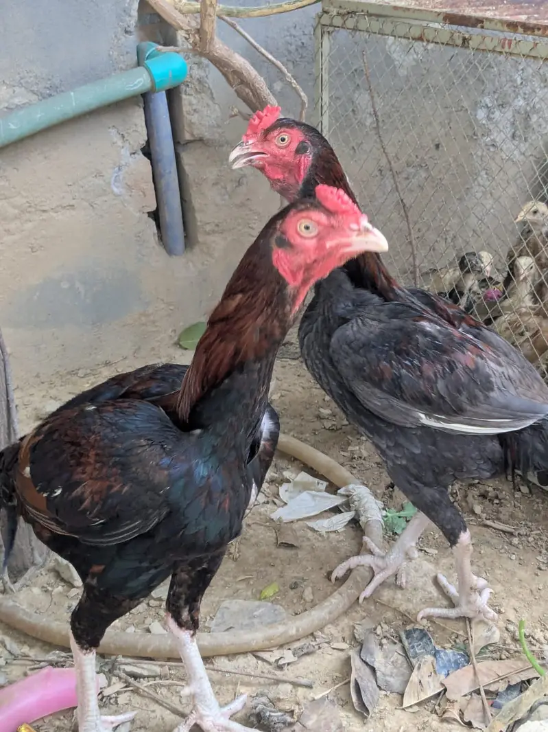 Complete Aseel Setup with Breeder & New chicks For Sale — photo 12