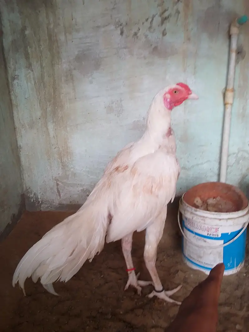 * MashAllah Pure Hira Aseel Patha For Sale * — photo 2