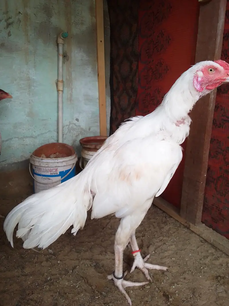 * MashAllah Pure Hira Aseel Patha For Sale * — photo 3