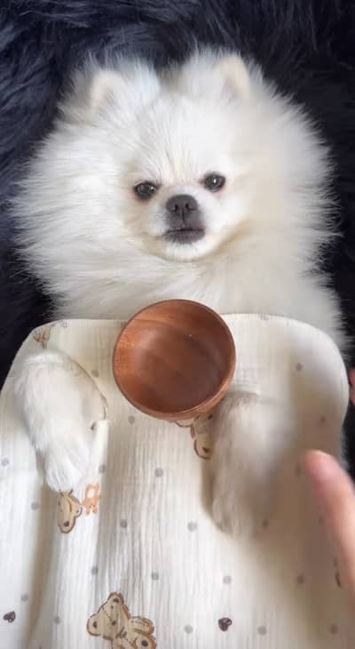 RUSSIAN POMERAINIAN