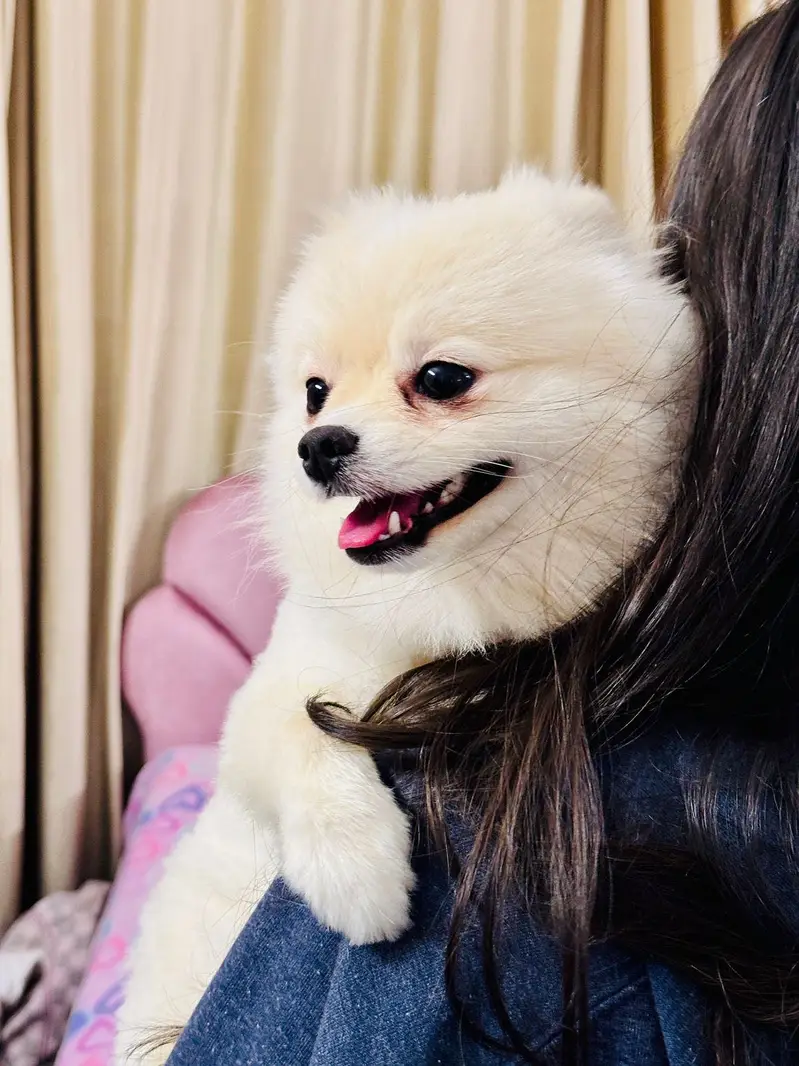 RUSSIAN POMERAINIAN — photo 4