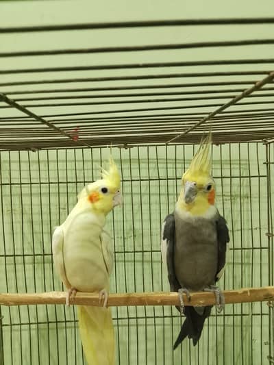 Parrot coctail