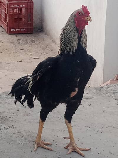 Pure Breed Java Aseeli for Sale