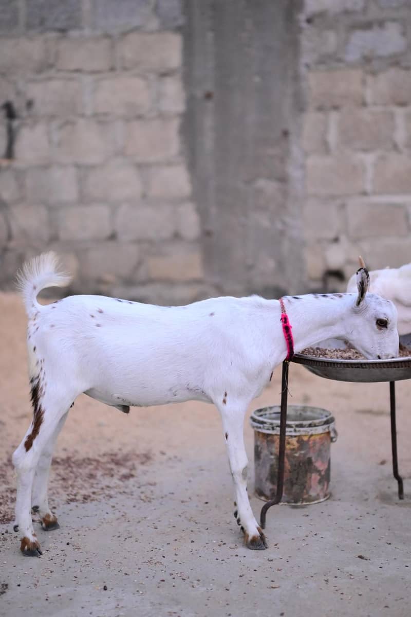 Taddy Bakra 1