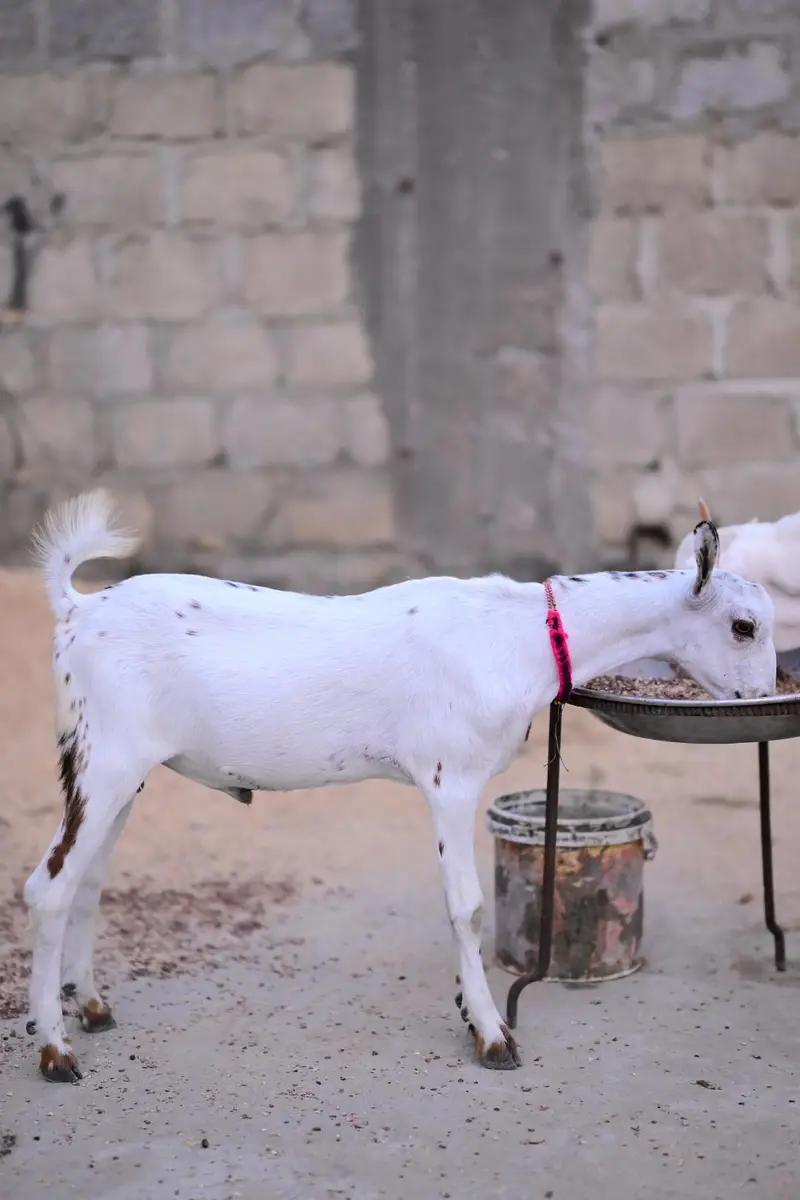 Taddy Bakra — photo 2