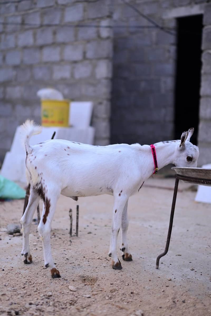 Taddy Bakra 2