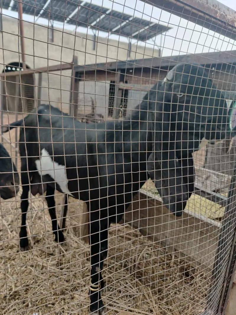 Breader Bakra Ha Mashallah Acha Qad ha Bara Bakra ha Chugha Barkra ha — photo 3