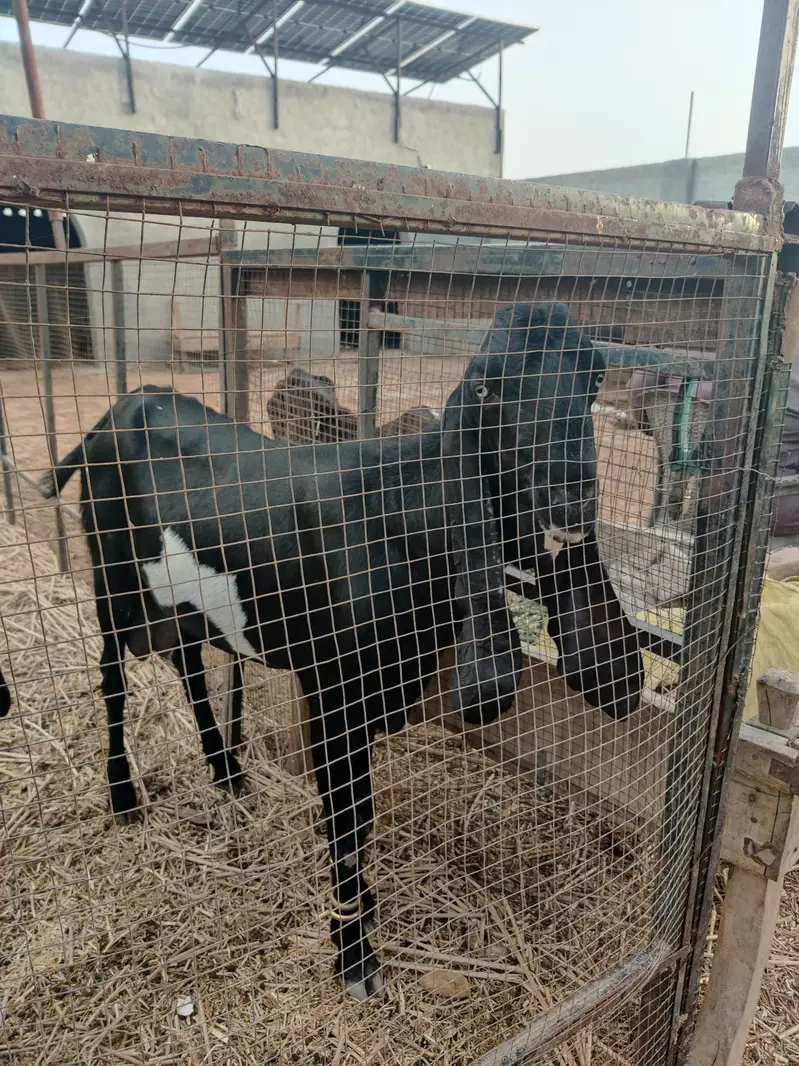 Breader Bakra Ha Mashallah Acha Qad ha Bara Bakra ha Chugha Barkra ha — photo 4
