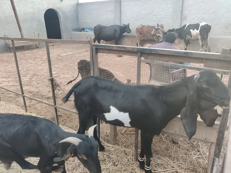 Breader Bakra Ha Mashallah Acha Qad ha Bara Bakra ha Chugha Barkra ha — photo 5
