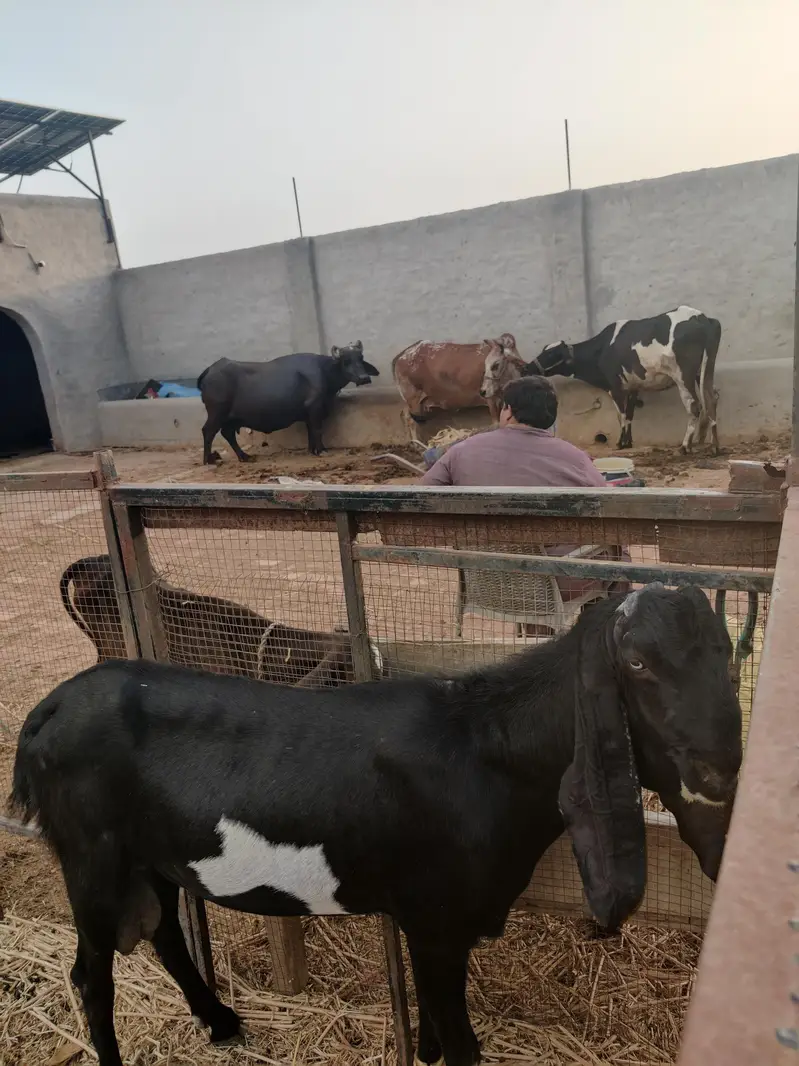 Breader Bakra Ha Mashallah Acha Qad ha Bara Bakra ha Chugha Barkra ha — photo 6