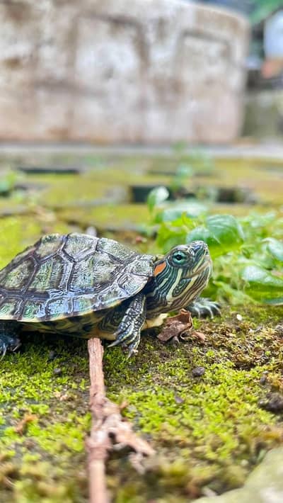 Green turtle