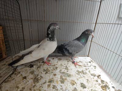 pair for sale.