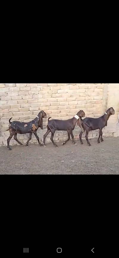 Top quality kamori breed