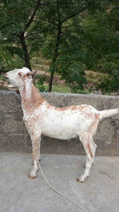Bakra or goat for sale