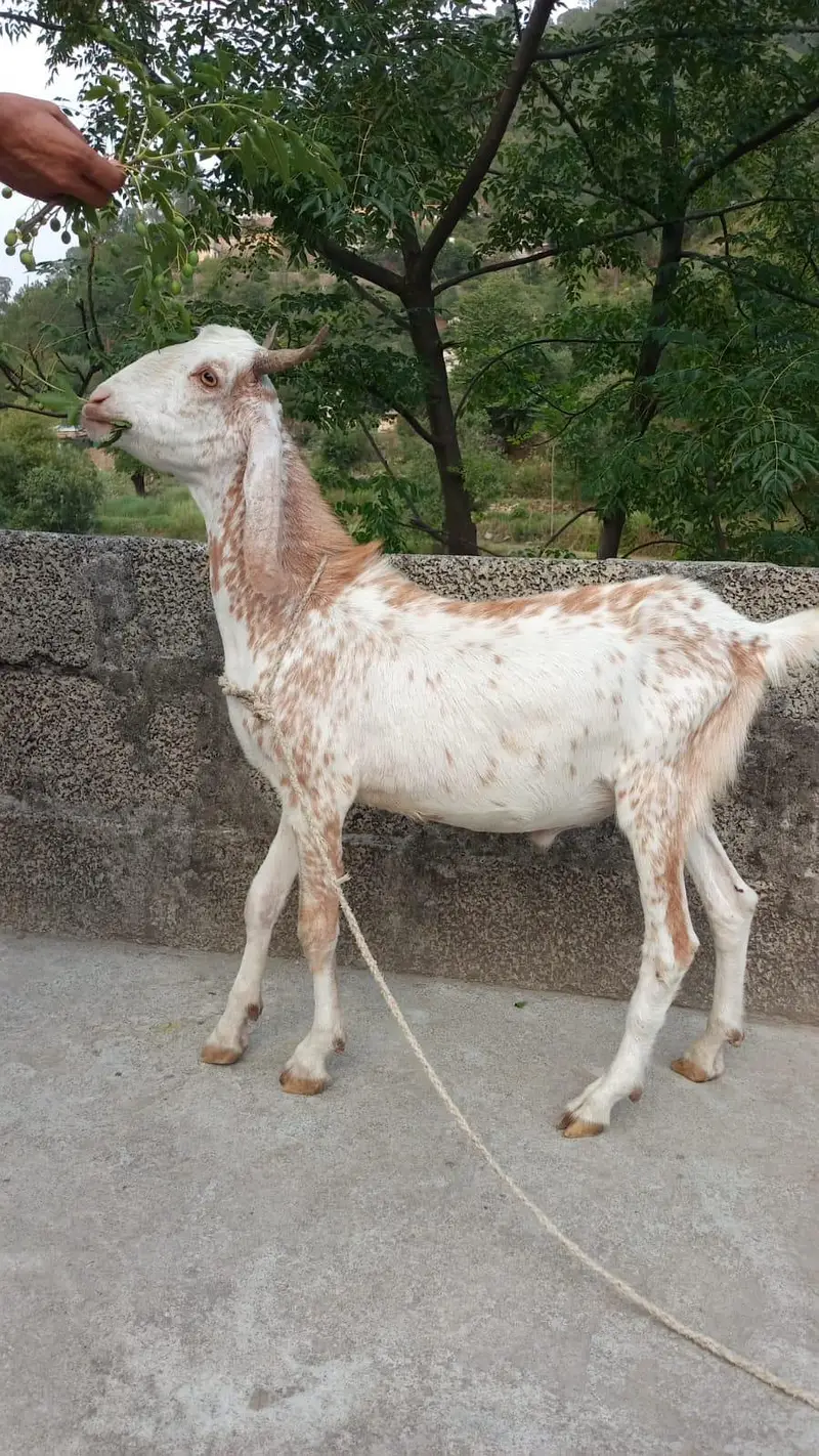 Bakra or goat for sale — photo 2