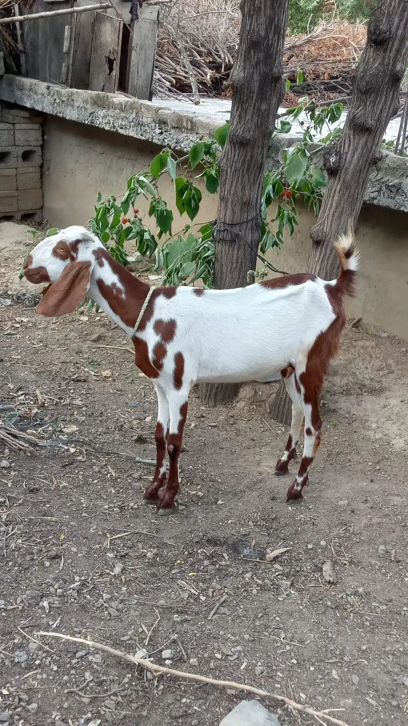 Bakra or goat for sale — photo 3
