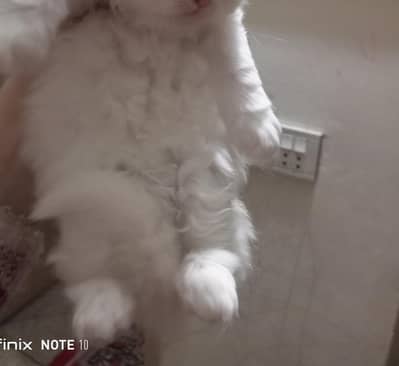 need punch face breeder female