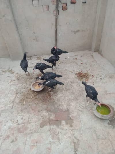 Aseel Thai Chicks for sale Mobile no 03061760981