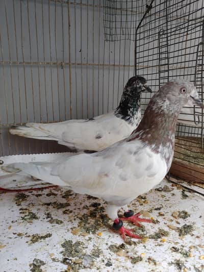 Hight flay pair for sale.