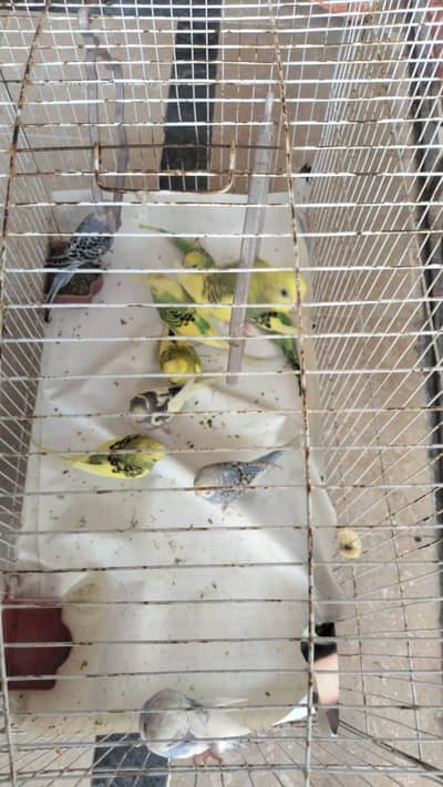 urgent sale