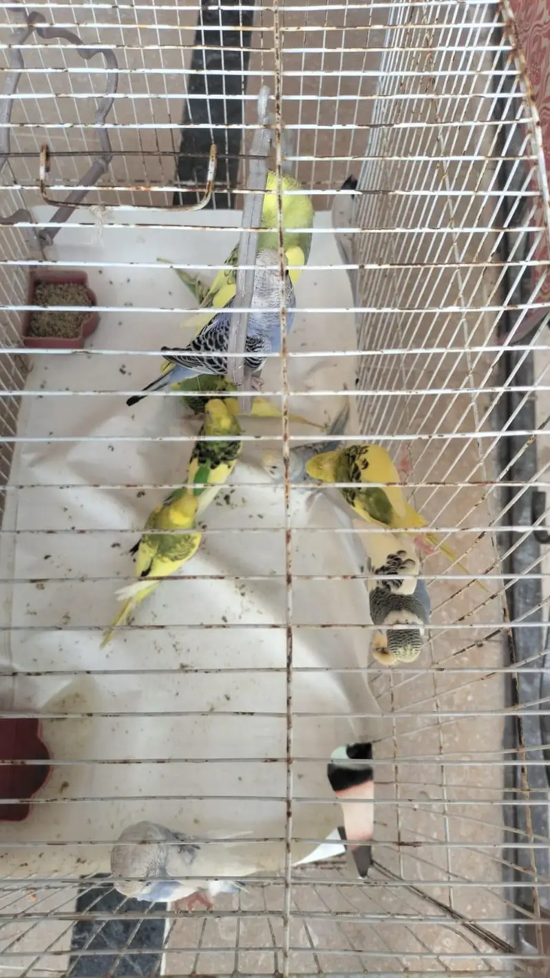 urgent sale — photo 2
