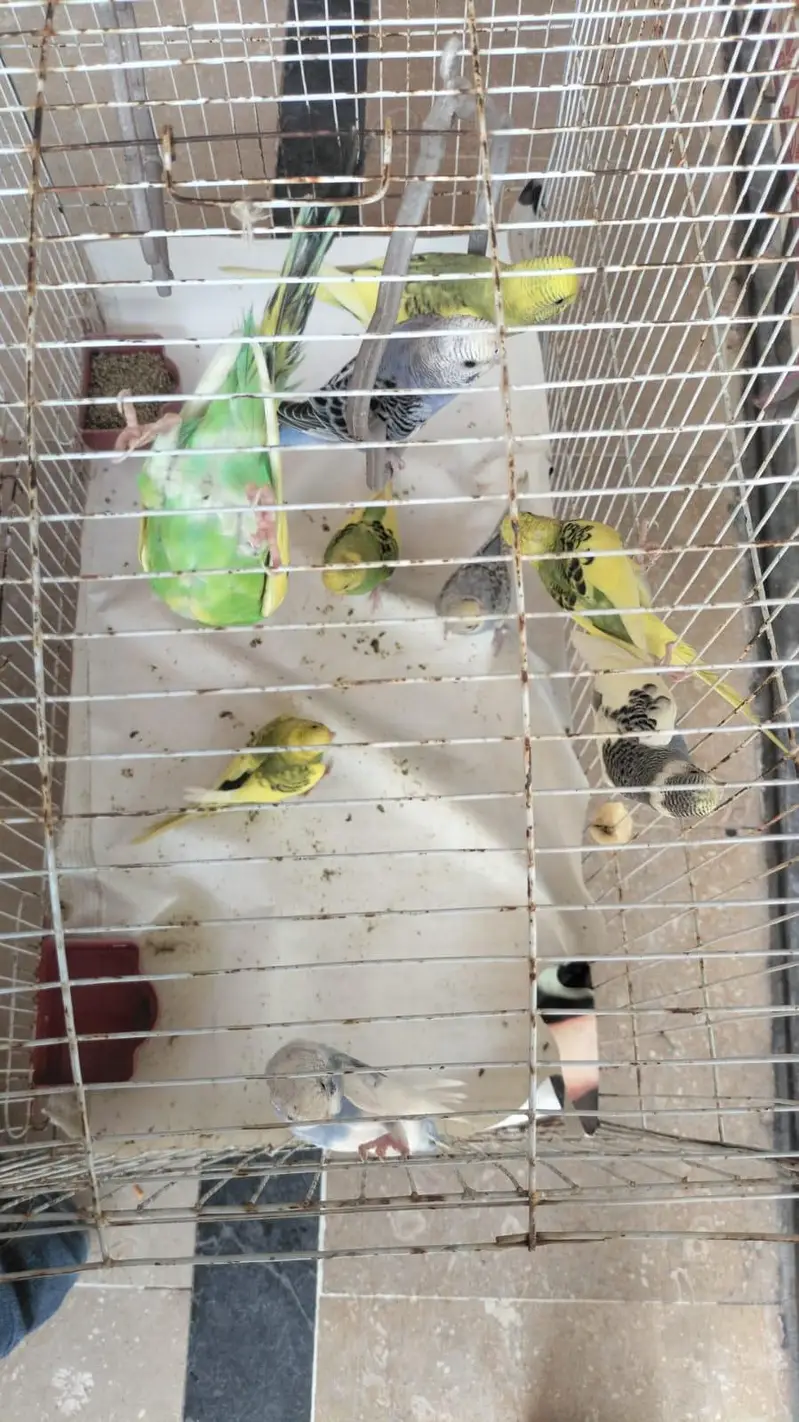 urgent sale — photo 3