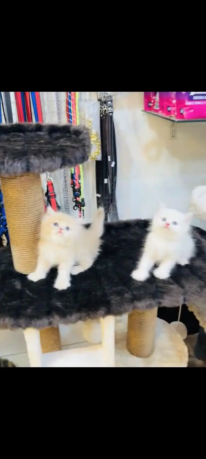 persian cat for sale MywatsapppNumber 0309-37-13-771 — photo 2