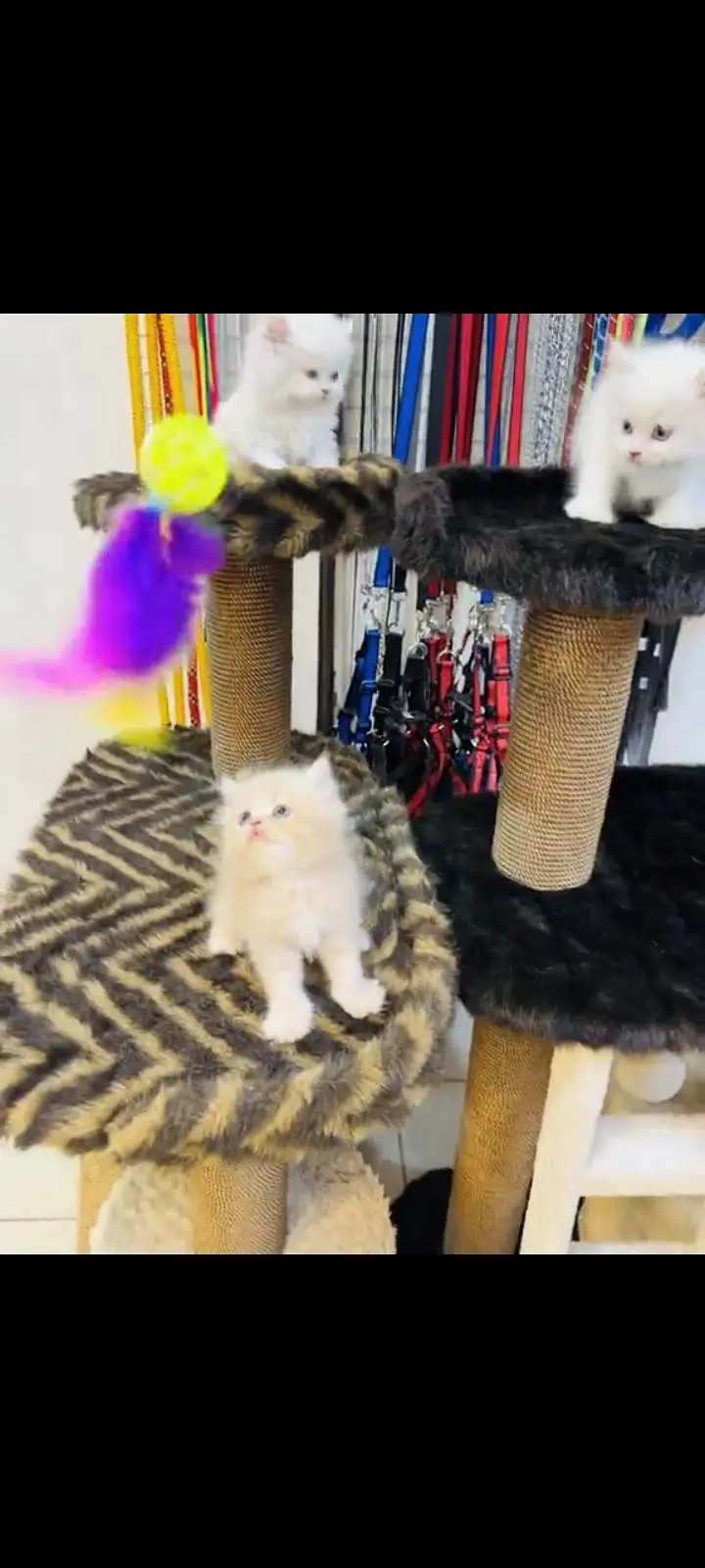 persian cat for sale MywatsapppNumber 0309-37-13-771 — photo 3