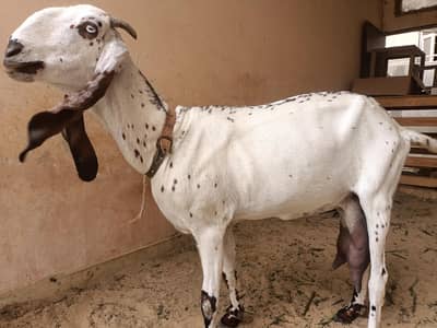pure White Betal milking Goat For sale