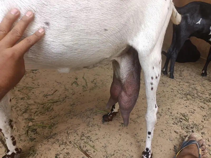 pure White Betal milking Goat For sale — photo 2