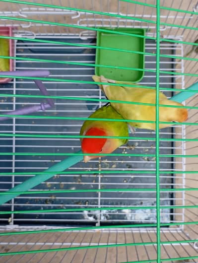 Parrot Fischer lovebirds pair with cage