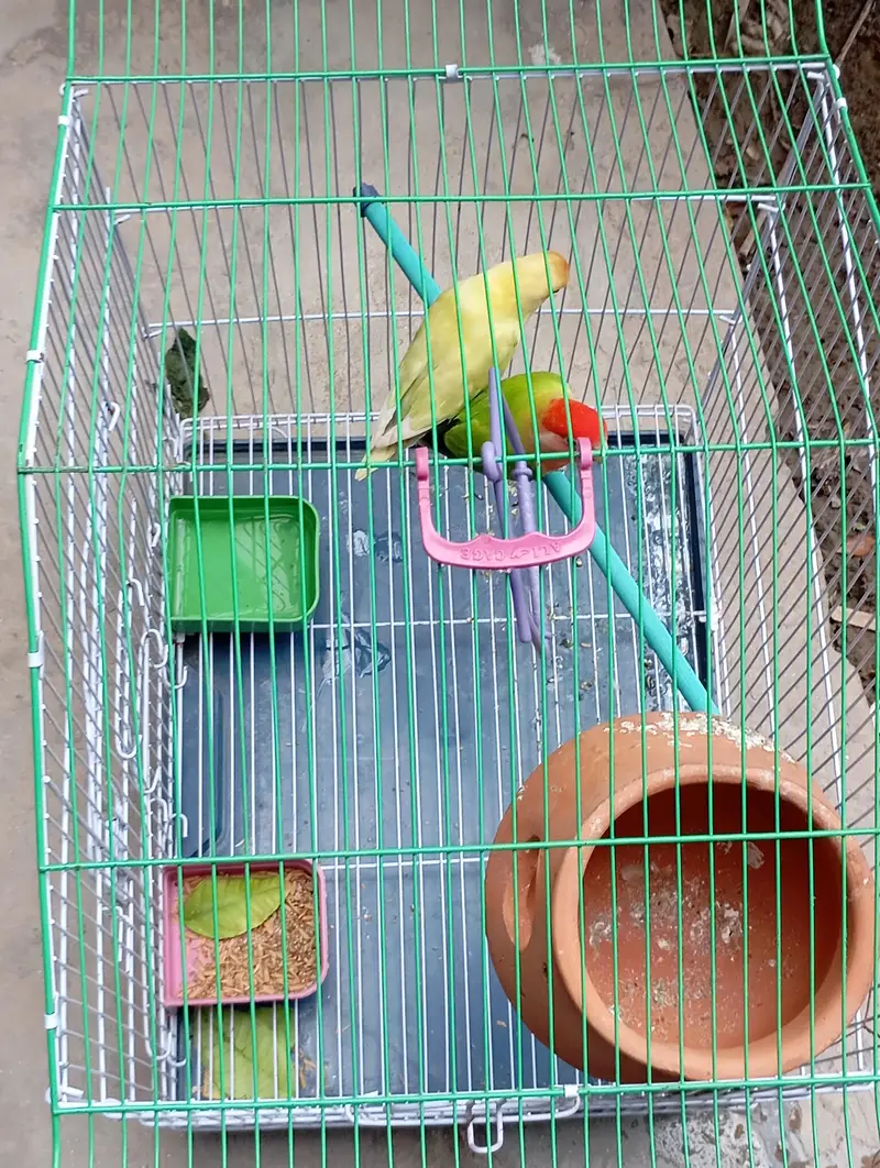 Parrot Fischer lovebirds pair with cage — photo 2